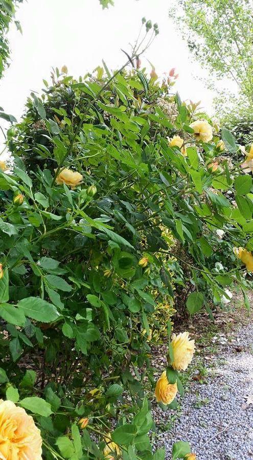 La Clef Du Bonheur Panzió Le Loroux-Bottereau Kültér fotó