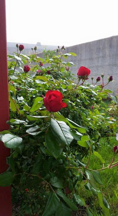 La Clef Du Bonheur Panzió Le Loroux-Bottereau Kültér fotó