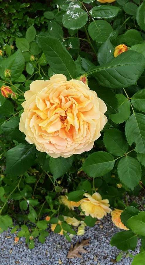 La Clef Du Bonheur Panzió Le Loroux-Bottereau Kültér fotó